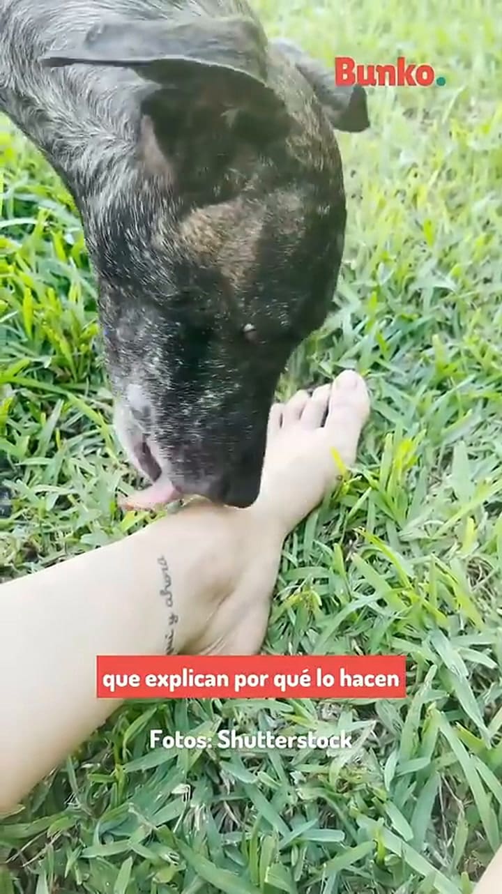 Las razones por la que los perros le lamen los pies al dueño