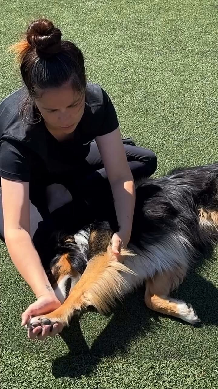 El cuidado del perro es fundamental para este deporte