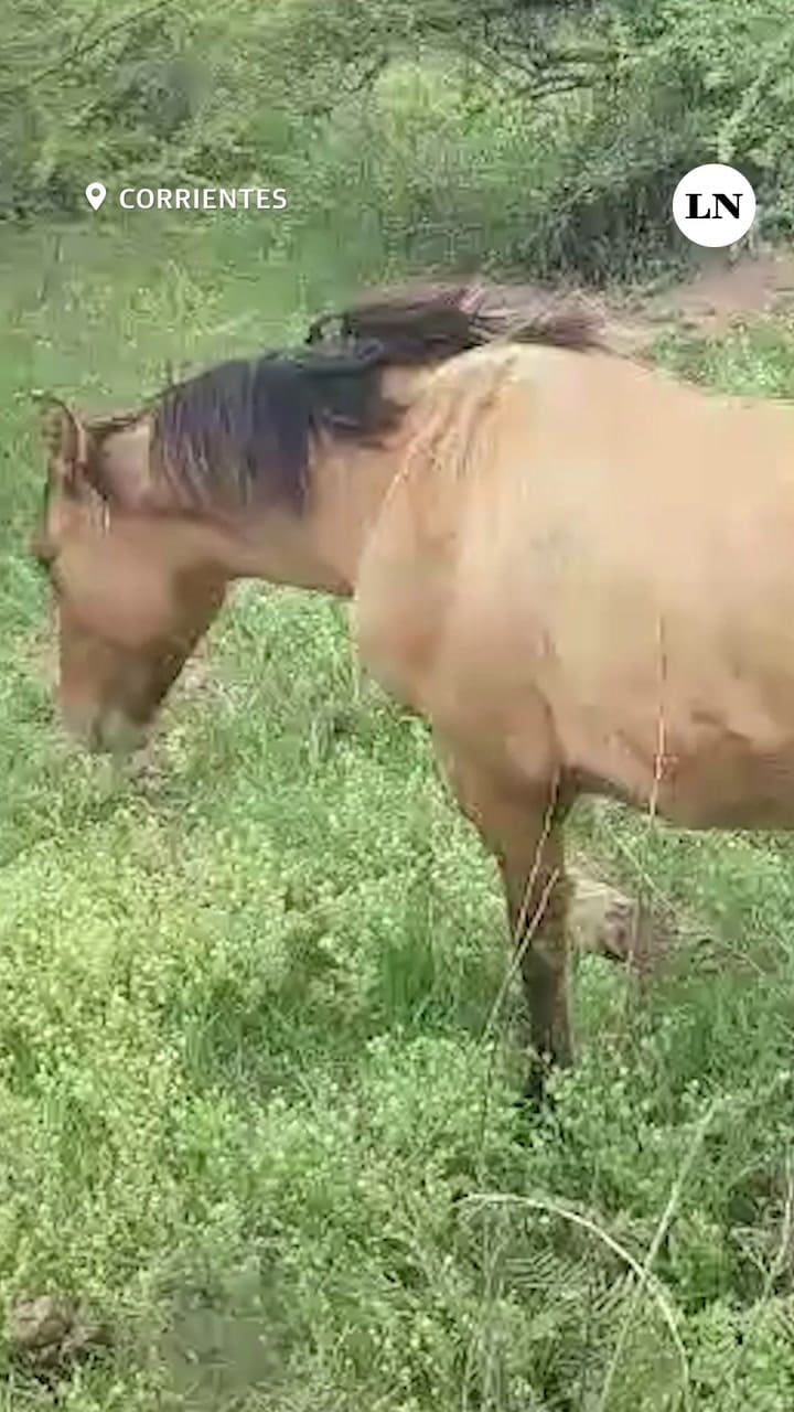 Casos de brotes de Encefalomielitis Equinas (EE) en Corrientes