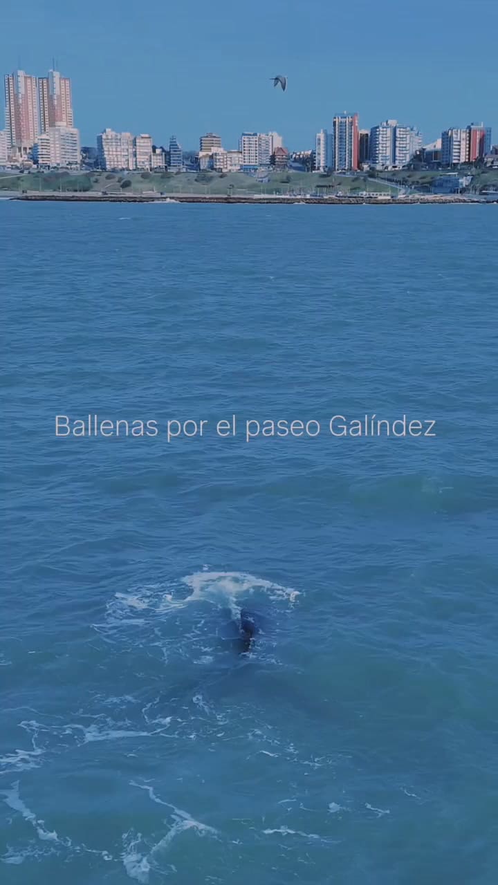 Ballenas En El Paseo Jesús Galíndez, 3-7-25 ,La Feliz Lo Tiene Todo!