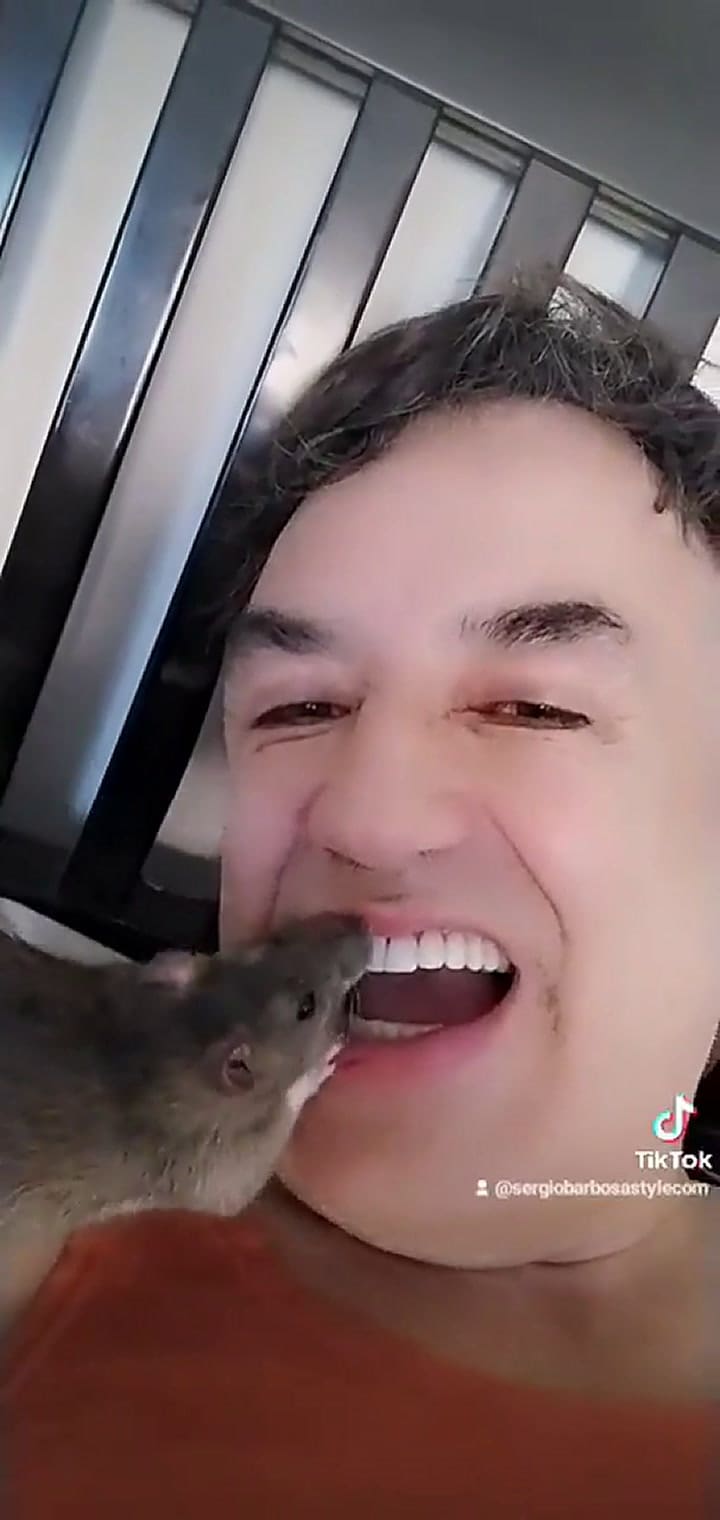 Un periodista causó conmoción por mostrar cómo una rata limpió sus dientes: “Me parecen fascinantes”