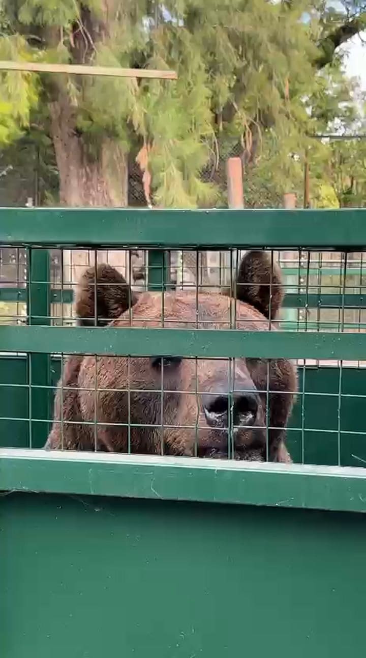 El oso Gordo del exzoológico de Luján