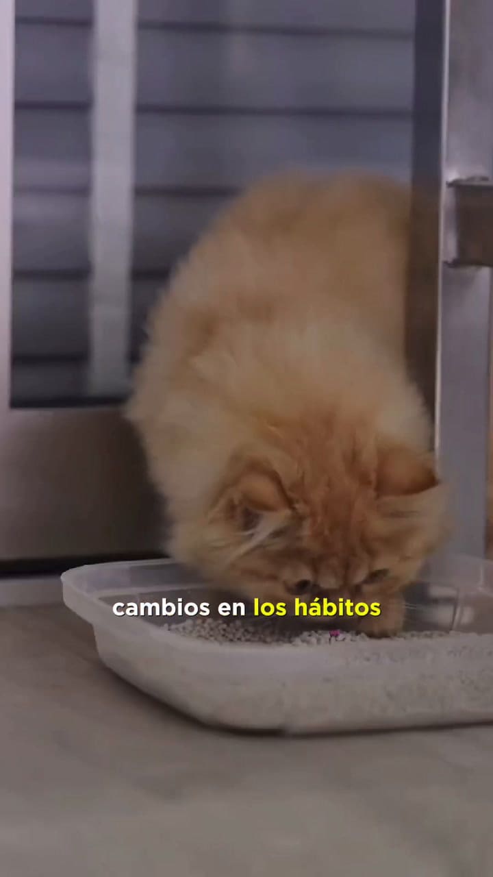 Identifica Si Tu Gato Está Estresado