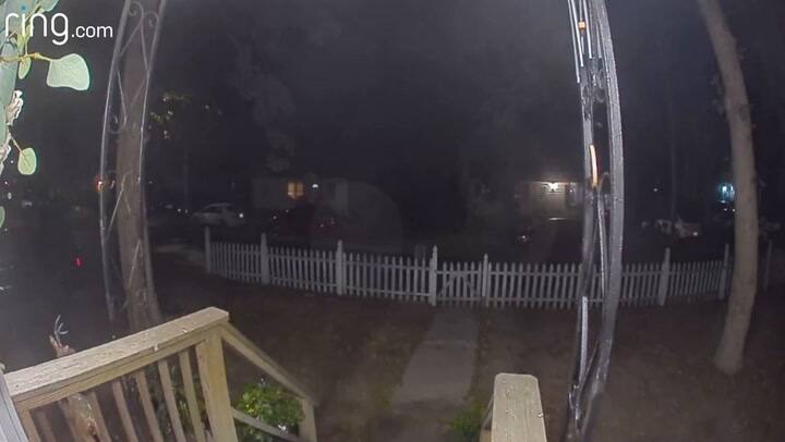 Una gata tocó el timbre de su casa para anunciar su llegada