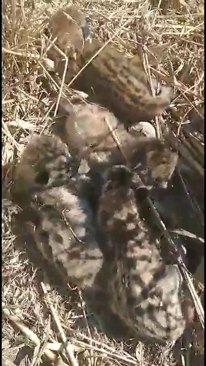 Encontró crías de pumas mientras cosechaba