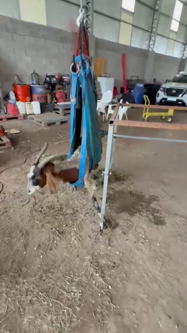 La Cabra Ya Recuperada