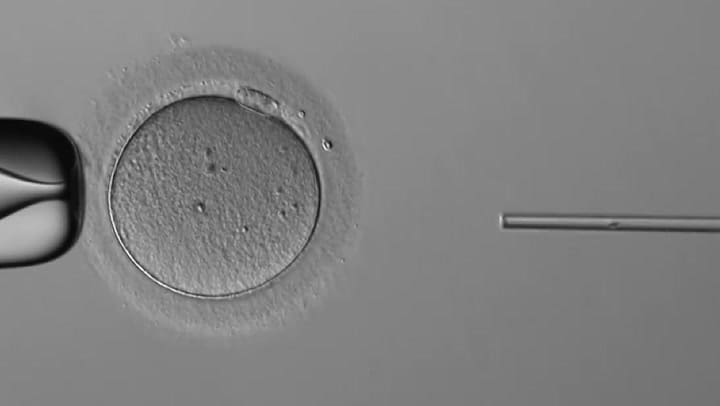 Con un control remoto de videojuegos: Nacen las primeras bebés por fertilización asistida realizada