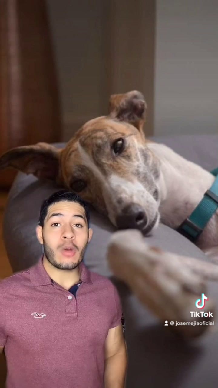 Cómo debe ser el lugar donde duermen los perros