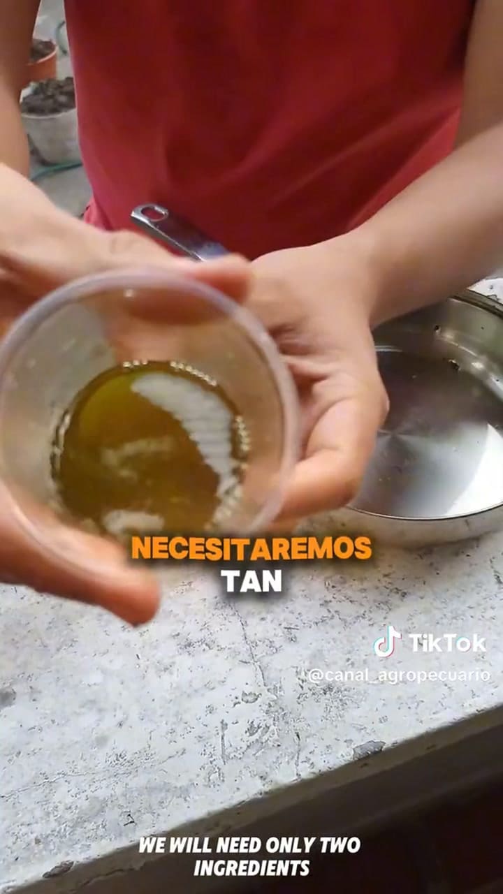 Cómo preparar aceite de orégano