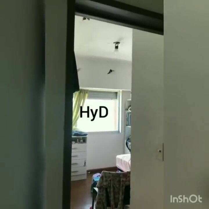 Murciélagos sobrevuelan en el interior de un departamento de La Plata