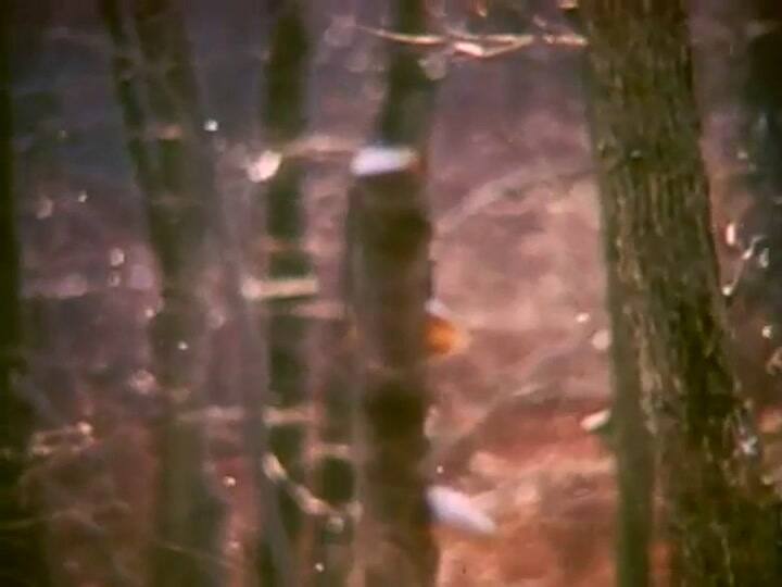 All I want for christmas is you - Mariah Carey