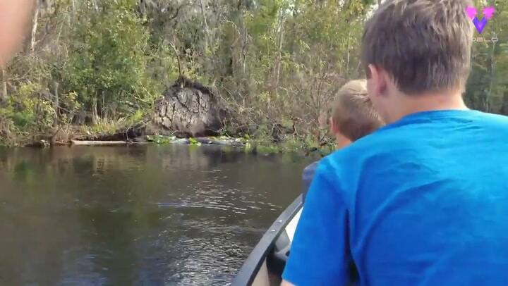 El tenso encuentro de una familia con un caimán gigante en medio de una excursión