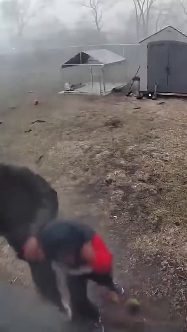 Un padre y su hijo corrieron bajo la lluvia para salvar al perro segundos antes del impacto