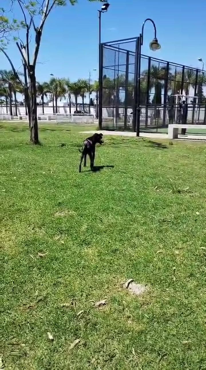 Simba fue rescatado al borde de la muerte