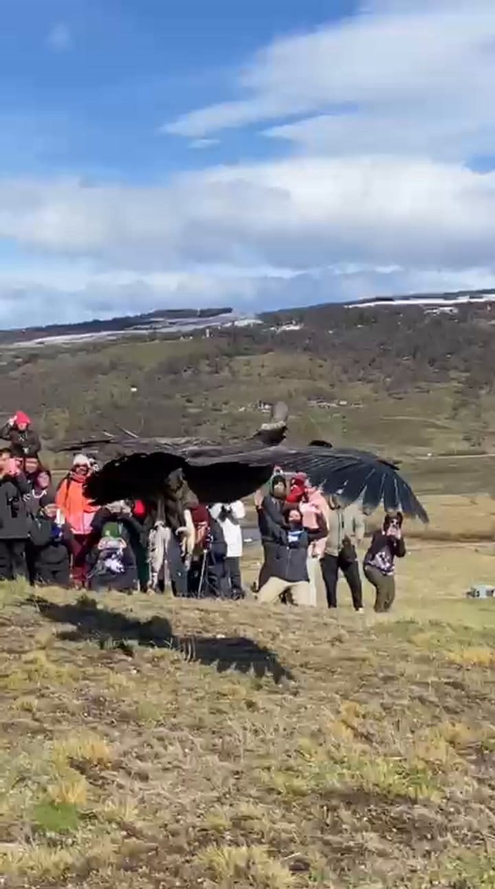 El vuelo del cóndor Walaq. Crédito del video: Jorge Leiva