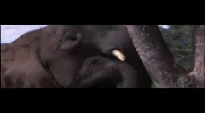 Animales Borrachos Con Frutas