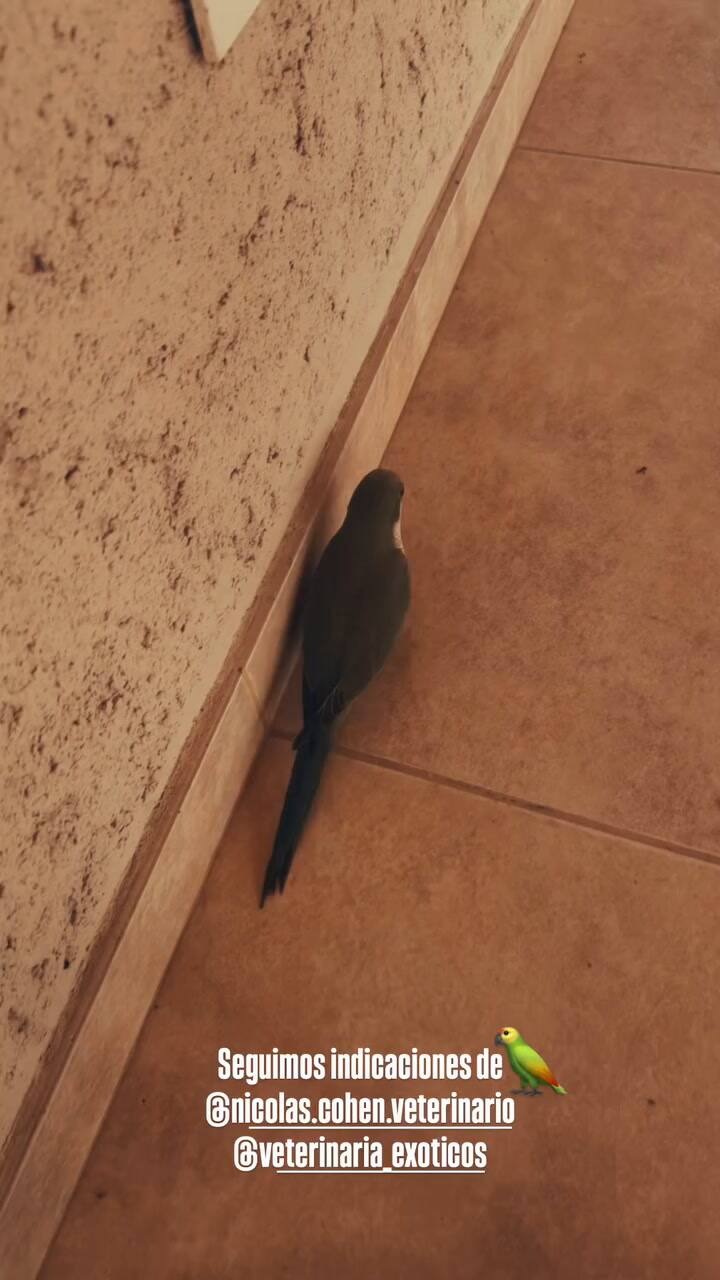 La cotorra que salvó Paula Chaves se escapó y correteó por su casa