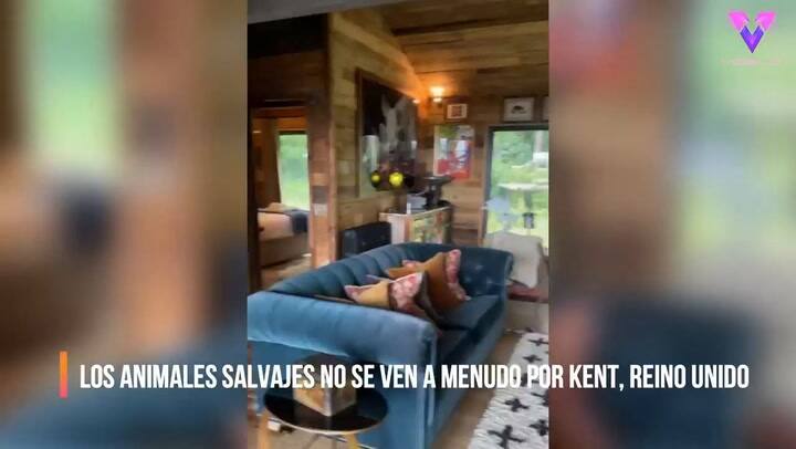 El fantástico hotel de Reino Unido que permite a sus huéspedes dormir junto a tigres