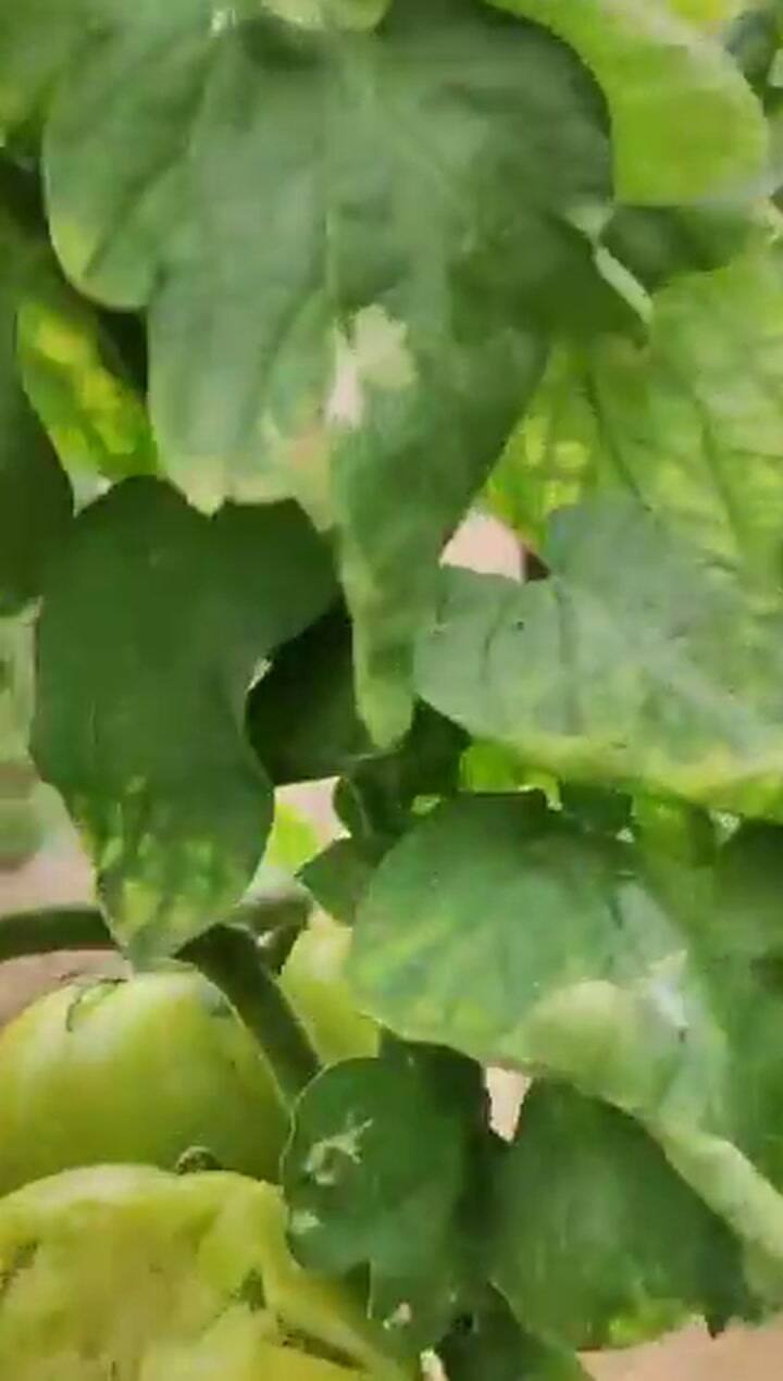 Video Invernadero Ok