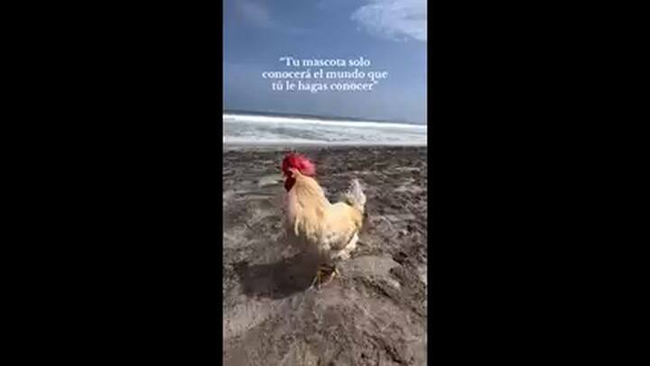 Llevó a conocer el mar a su pollo