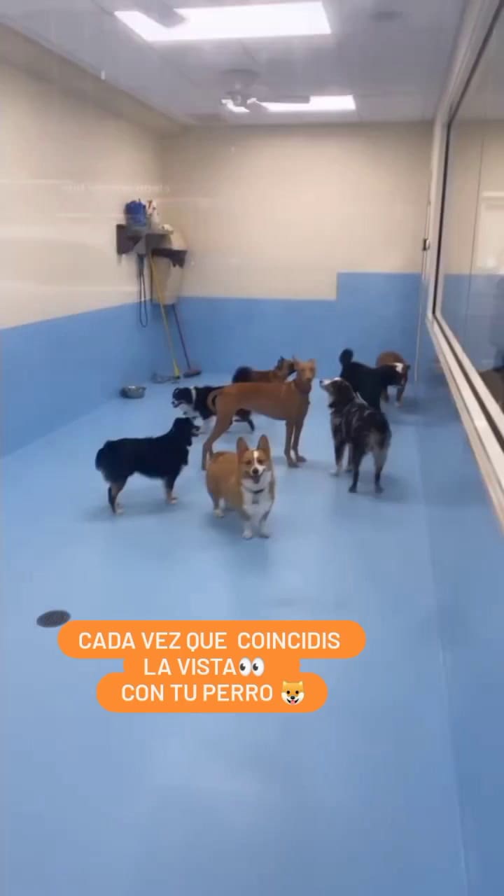 Los perros tienen la capacidad de reconocer a sus dueños