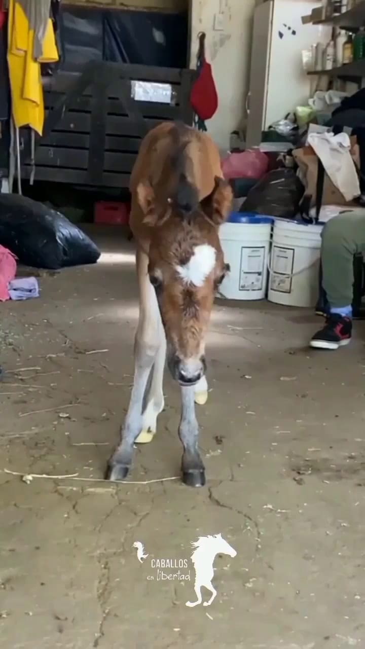 The horse is in recovery