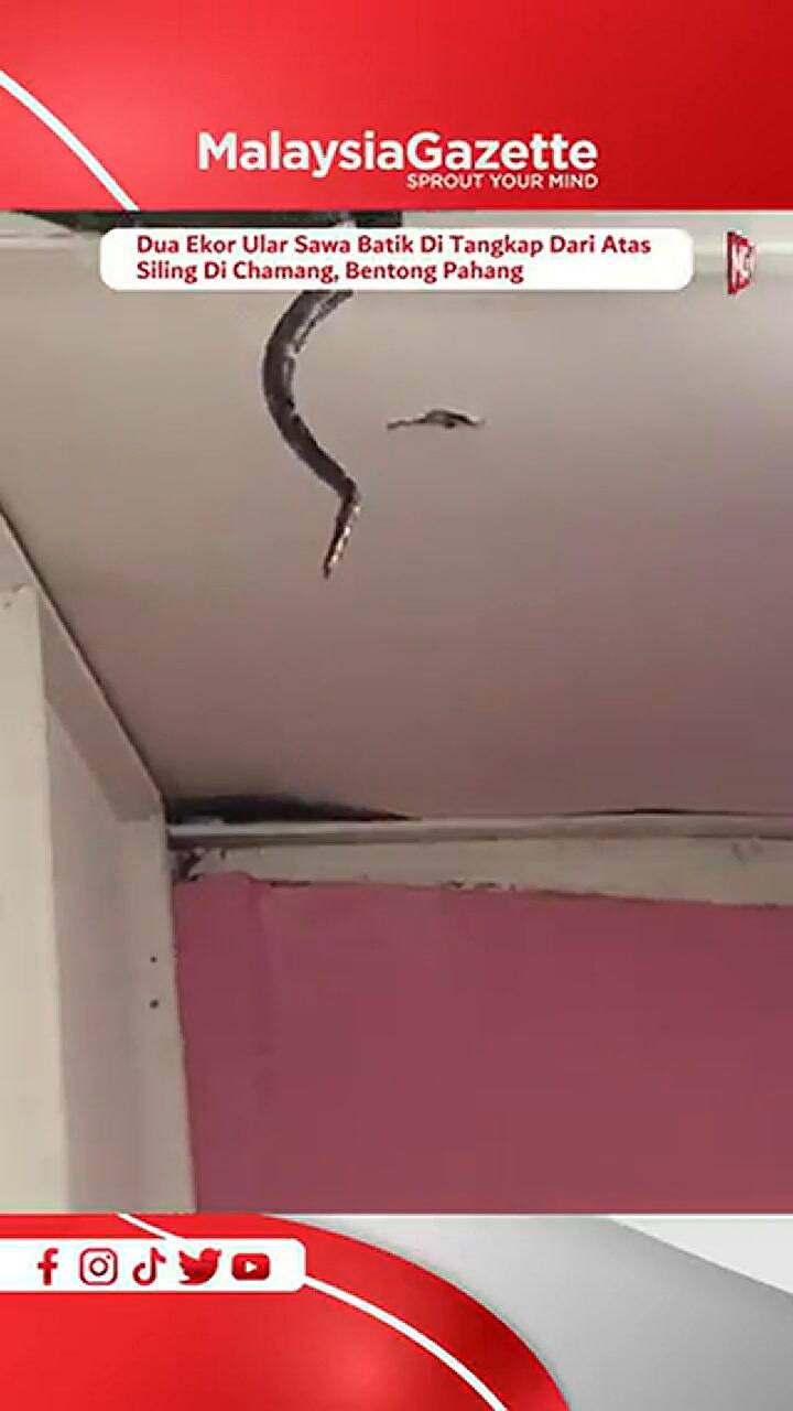 El impactante momento donde caen las serpientes