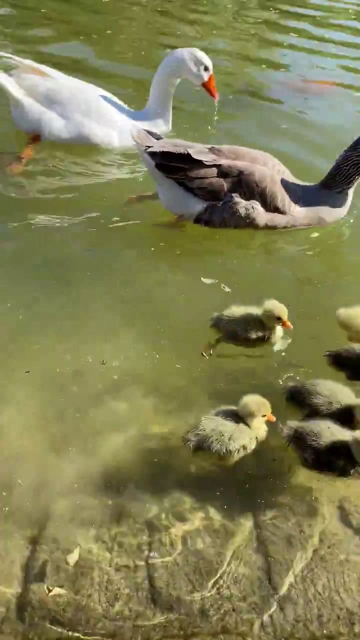 El tierno video de los gansos bebés que se viralizó en X