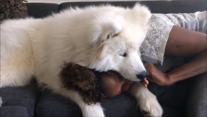 Síntomas de depresión en los perros