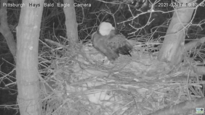 Una pareja de águilas calvas defiende sus huevos del ataque de un mapache