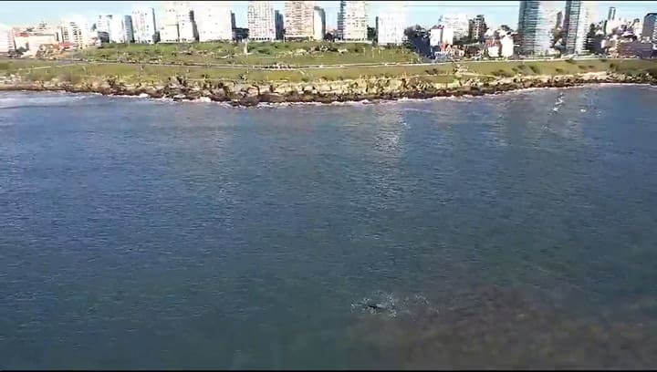 Avistaje de ballenas en Mar del Plata
