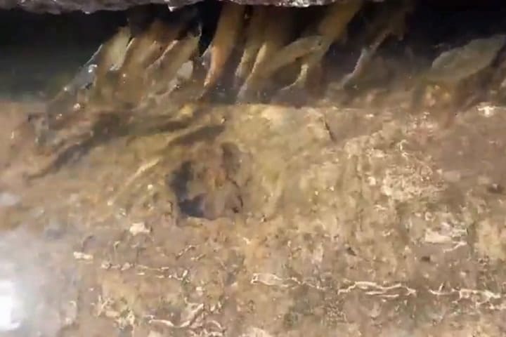 Aparecieron peces en las alcantarillas de Buenos Aires