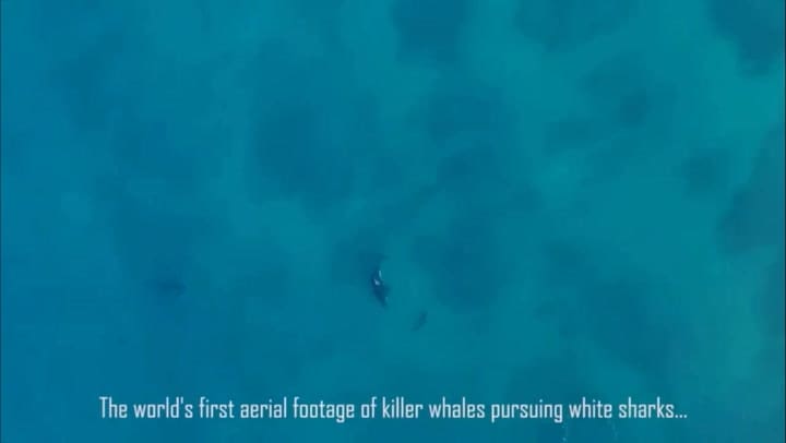 Increíbles imágenes aéreas de orcas cazando y matando grandes tiburones blancos