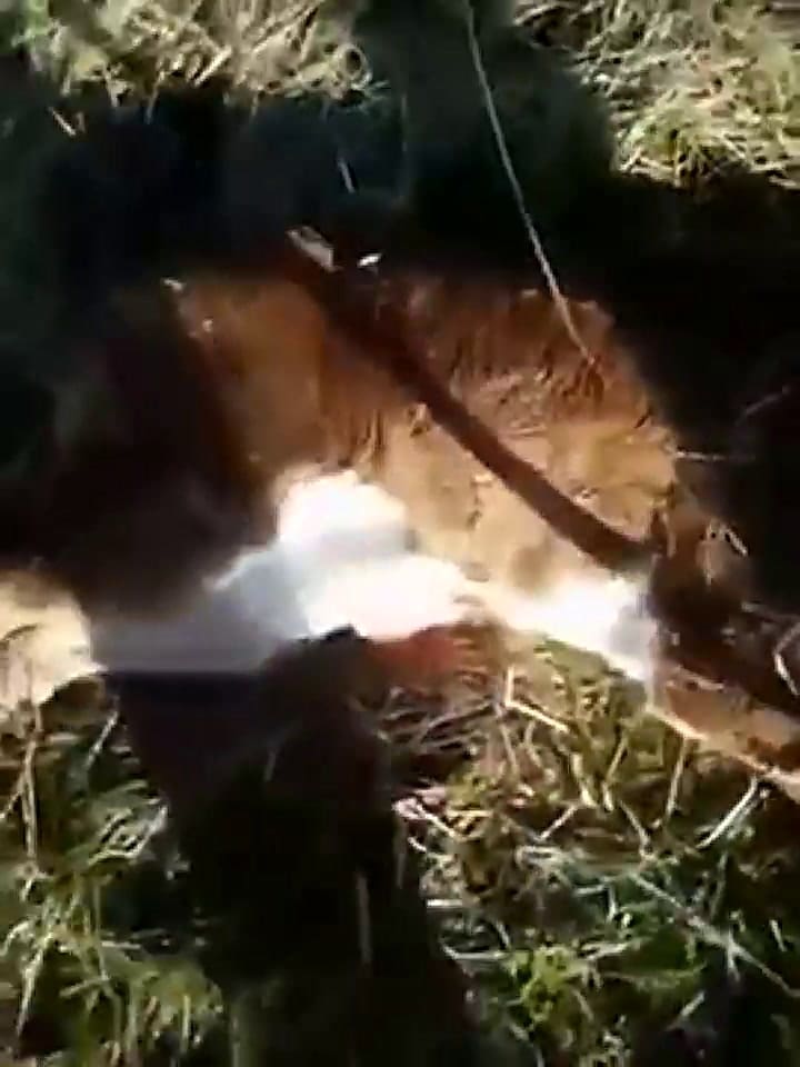 Mutaciones: nació un ternero con rostro humano - Fuente: Youtube