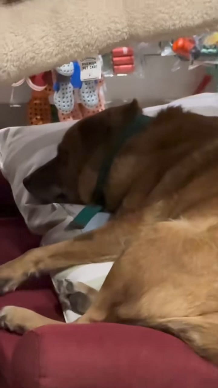 El video viral de Osito, el perro callejero de Junín furor en las redes