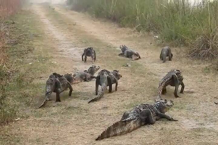 Así escapan de las llamas pumas y yacarés atrapados entre los incendios de Corrientes