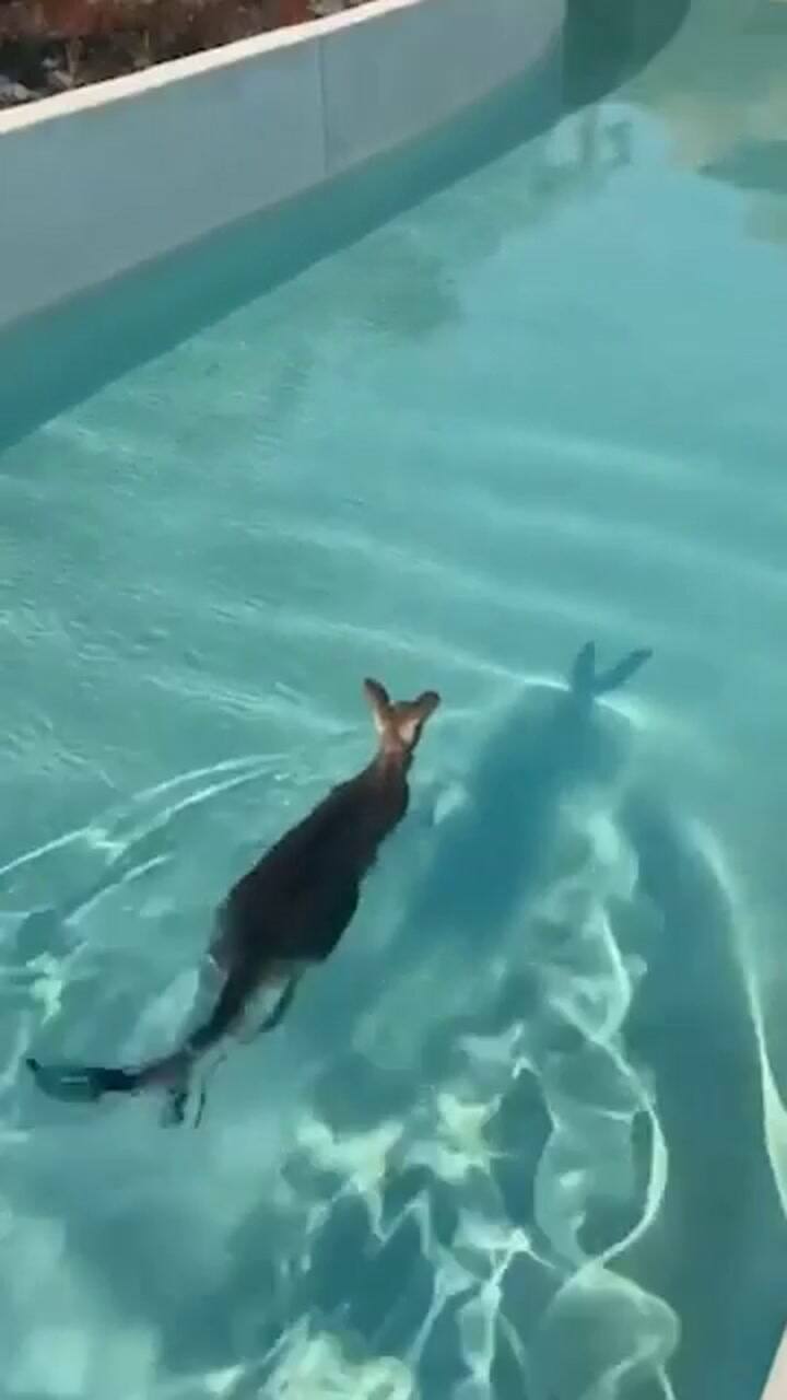Un canguro sorprendió en un parque temático de Australia