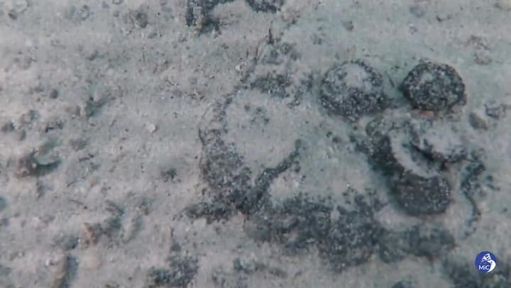 Encuentran 40.000 monedas del siglo IV d.C. en el fondo del mar cerca de Cerdeña