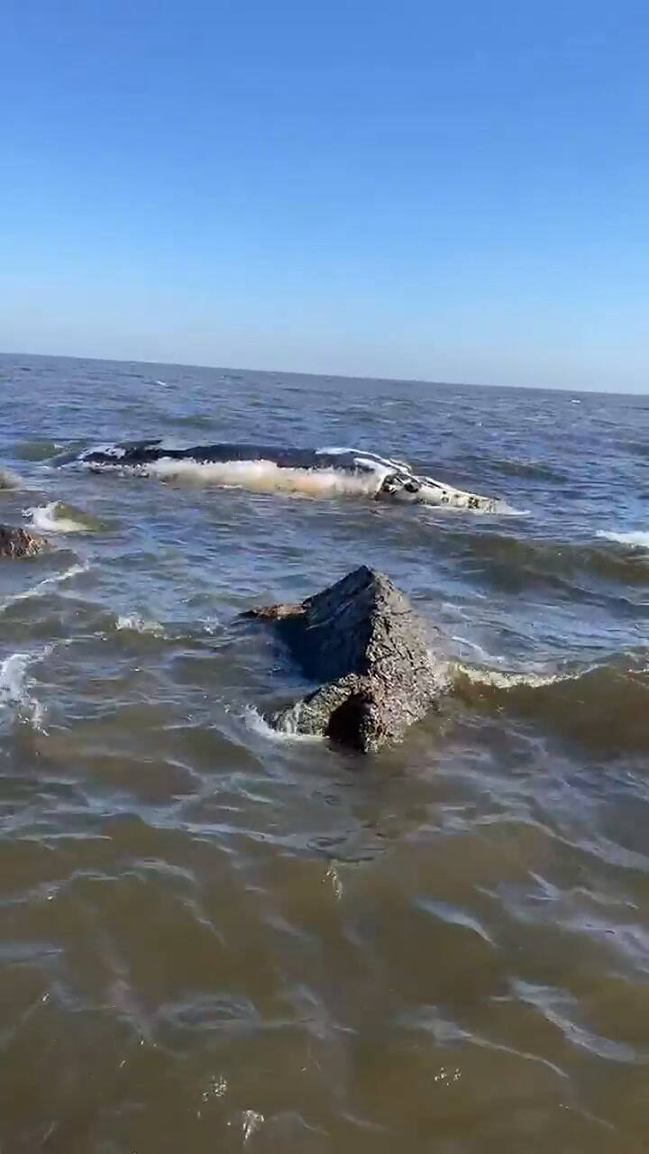 Ballena franca austral varada muerta en Piriápolis (Crédito: Instagram @SOS.FaunaMarina)