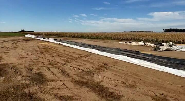 campo silobolsa robado