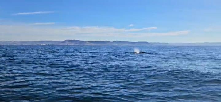 una ballena azul sorprendió a una excursión náutica en Comodoro Rivadavia
