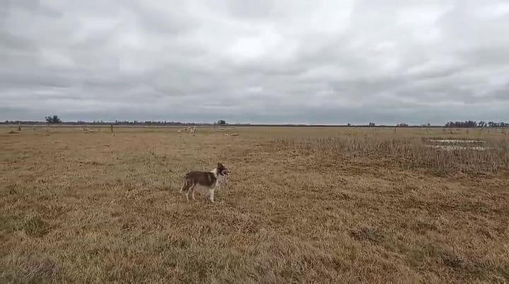 “Pensé que habían sido perros”: el impactante video de las ovejas arrastradas por el tornado