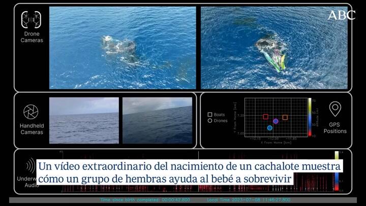 El parto asistido de un cachalote quedó registrado en video