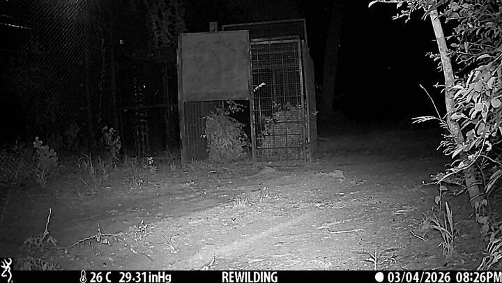 Registraron nuevos yaguaretés en el Parque Nacional El Impenetrable