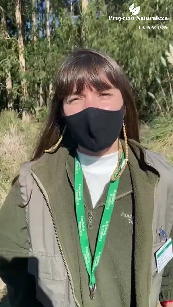 Liberación de Ciervo de los Pantanos en el Delta