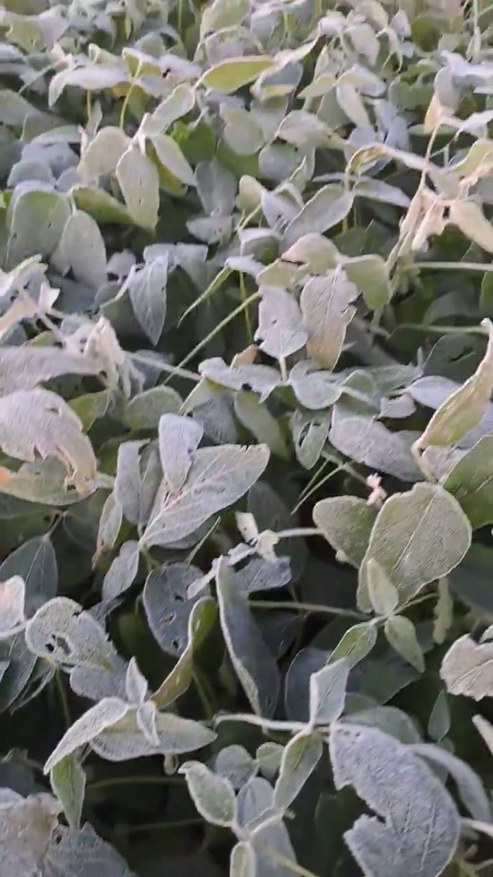 Hojas congeladas por las bajas temperaturas