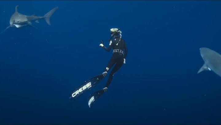 Trailer - La encantadora de tiburones