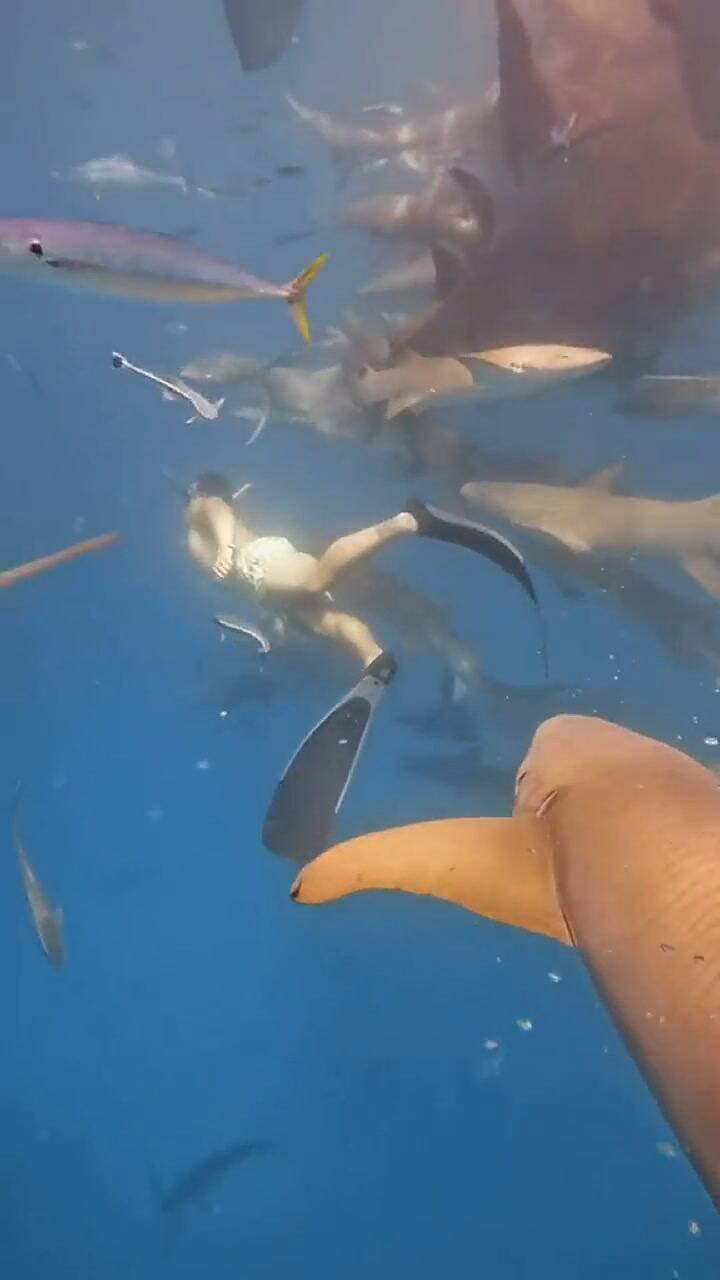 Grabó el momento exacto en el que lo mordió un tiburón