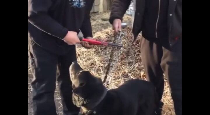 El emotivo rescate de un perro que estuvo encadenado durante 15 años