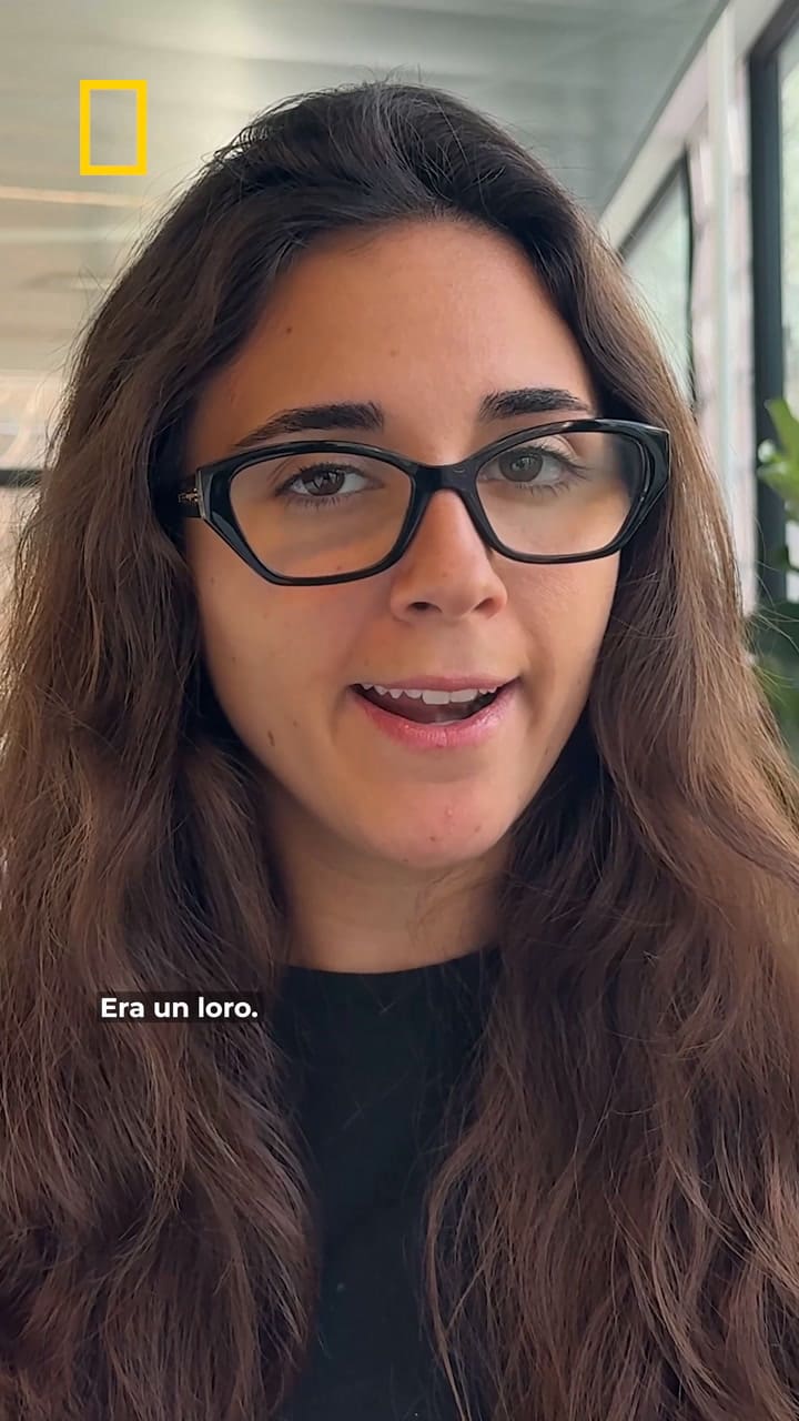 Murió Einstein, el loro que utilizaba hasta 80 palabras de forma espontánea (Video: National Geographic)